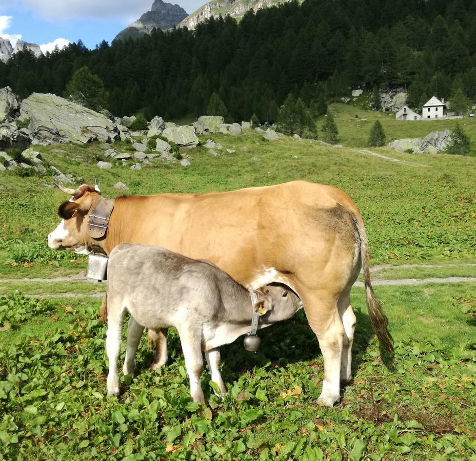 Voglia Di Veglia Otel Varzo Dış mekan fotoğraf